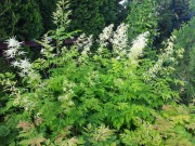 Волжанка двудомная