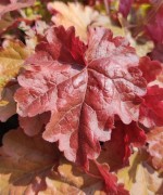 Гейхера, гейхерелла