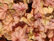 Гейхера, гейхерелла