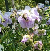 Герань луговая