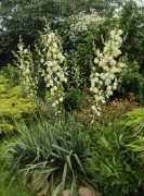 Юкка нитчатая