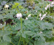 Дицентра великолепная