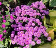 Астра осенняя карликовая