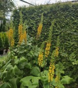 Бузульник узкоголовый