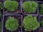 Камнеломка Арендса