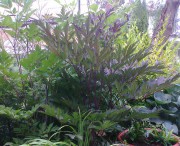 Клопогон кистевидный