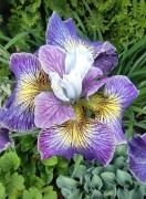 Ирис сибирский