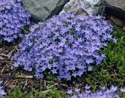 Колокольчик