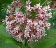 Ваточник сирийский