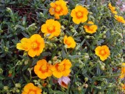 Солнцецвет