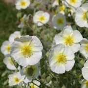 Солнцецвет