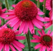 Эхинацея