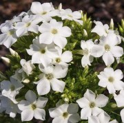 Флокс метельчатый 