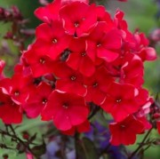 Флокс метельчатый 