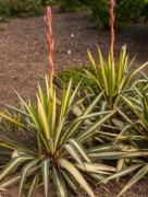 Юкка нитчатая