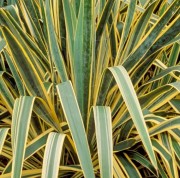 Юкка нитчатая