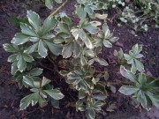 Пахисандра 