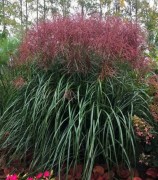 Мискантус китайский