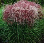 Мискантус китайский