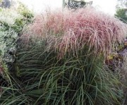 Мискантус китайский