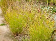 Перистощетинник 