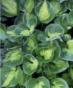 Pocketful of sunshine