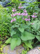 Чистец крупноцветковый