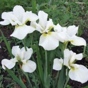 Ирис сибирский