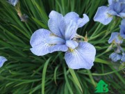 Ирис сибирский