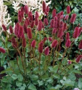 Кровохлебка