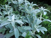 Чистец шерстистый