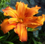 Apricot Beauty