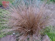 Осока власовидная 