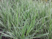 Двукисточник тростниковый