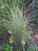 Мискантус китайский