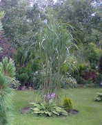 Мискантус гигантский