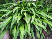 Осока ржавопятнистая