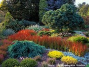 Дорожка из императы. Очень красиво.