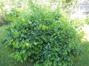 Если не дать опору, растет пушистым кустом.