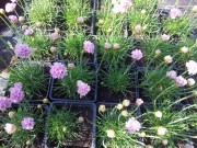 Армерия приморская 