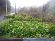 Бадан толстолистный