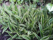 Осока ржавопятнистая