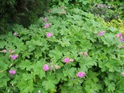 Летний ковер.