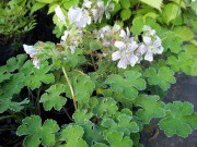 Герань Ренарда