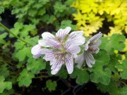 Герань Ренарда