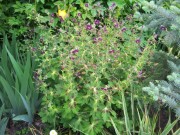 Время цветения.