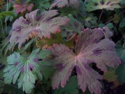 Осенняя окраска.