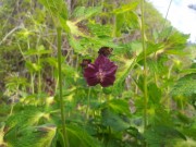 Герань красно-бурая