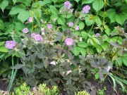 Герань луговая