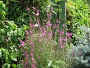 Дербенник иволистный